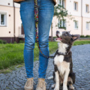 Amigo Dog Leash+in use