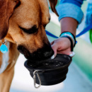 Silicone Collapsible Pet Bowl+in use